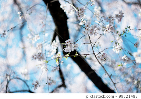 Weeping cherry tree at Rinyoji Temple 99521485