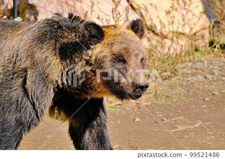 Brown Bear (Ezo Brown Bear Museum, Asahiyama Zoo, Asahikawa City, Hokkaido) 99521486