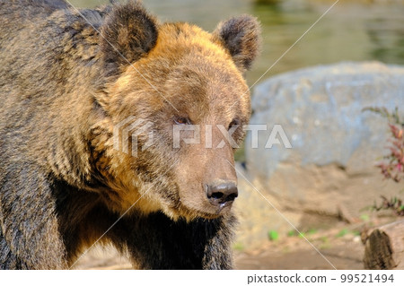 棕熊（北海道旭川市旭山動物園蝦夷棕熊博物館） 99521494