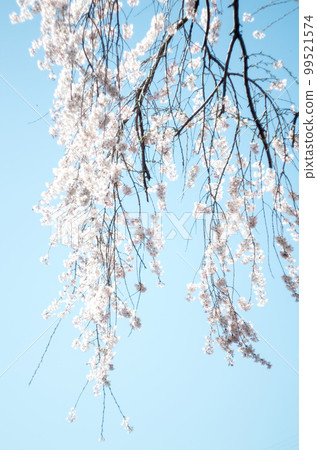 Weeping cherry tree at Rinyoji Temple Weeping cherry tree at Rinyoji Temple 99521574