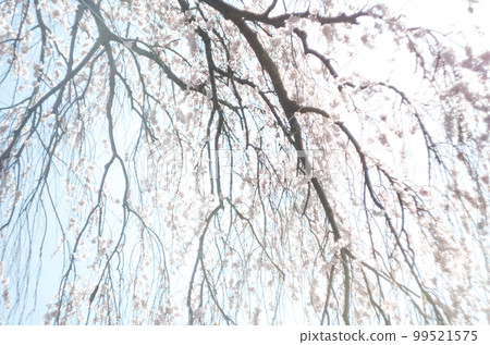 Weeping cherry tree at Rinyoji Temple Weeping cherry tree at Rinyoji Temple 99521575