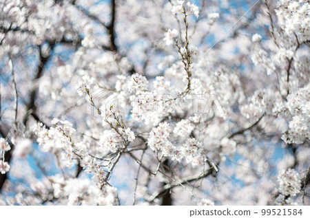 Weeping cherry tree at Rinyoji Temple 99521584