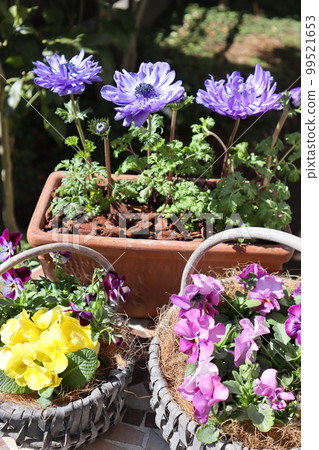 Spring flower group planting & group pot Spring flower group planting & group pot 99521653