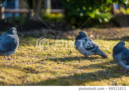 冬天黃昏公園裡的一群鴿子 冬天黃昏公園裡的一群鴿子 99521811