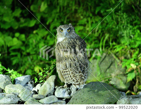 Doubtful Blakiston's fish owl Doubtful Blakiston's fish owl 99522020