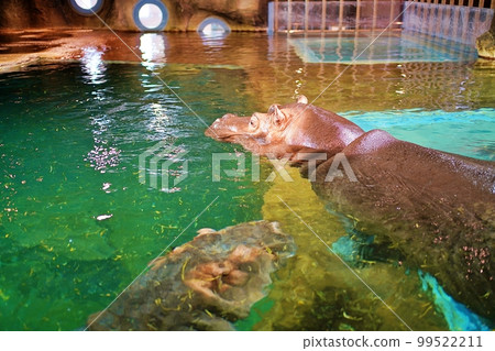 Asahiyama Zoo Kabakan (Asahikawa City, Hokkaido) Asahiyama Zoo Kabakan (Asahikawa City, Hokkaido) 99522211