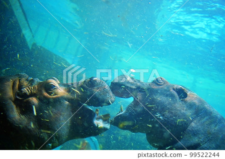 Asahiyama Zoo Kabakan (Asahikawa City, Hokkaido) Asahiyama Zoo Kabakan (Asahikawa City, Hokkaido) 99522244