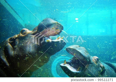 旭山動物園小屋(北海道旭川市) 旭山動物園小屋(北海道旭川市) 99522271