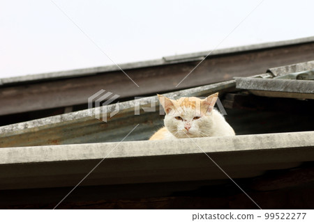 cat basking in the sun and sunbathing in the morning cat basking in the sun and sunbathing in the morning 99522277