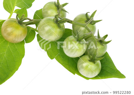 Organic fresh tomato with leaves isolated on white background Organic fresh tomato with leaves isolated on white background 99522280