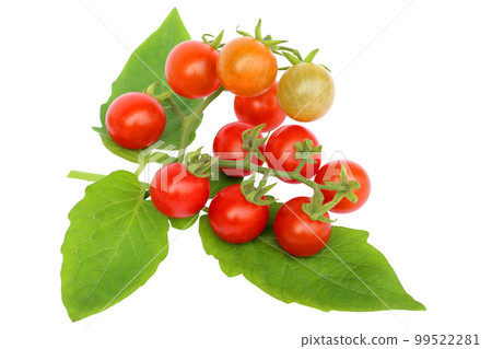 Organic fresh tomato with leaves isolated on white background Organic fresh tomato with leaves isolated on white background 99522281