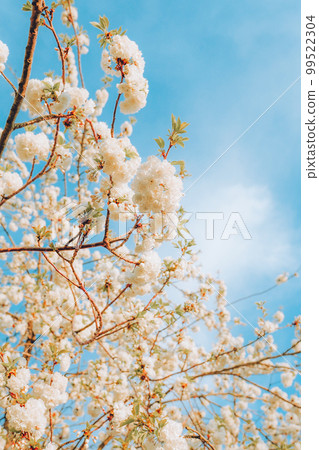 Branches of blossoming cherry on gentle light blue sky background in sunlight. Branches of blossoming cherry on gentle light blue sky background in sunlight. 99522304