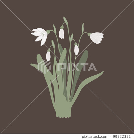 Snowdrop bouquet isolated on white background. First spring flower bunch vector illustration Snowdrop bouquet isolated on white background. First spring flower bunch vector illustration 99522351