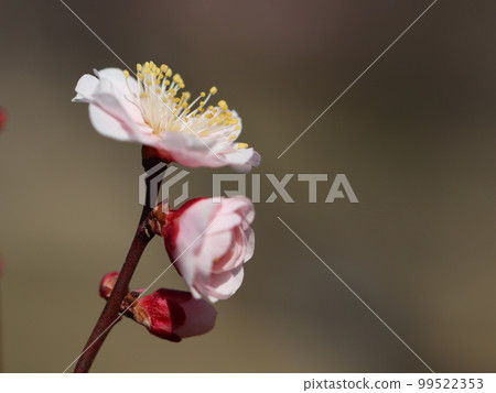 《梅花》三姐妹含苞待放半開盛開 99522353