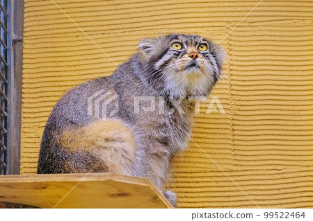 Manul Cat(北海道旭川市旭山動物園) Manul Cat(北海道旭川市旭山動物園) 99522464