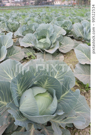 green colored healthy fresh cabbage on farm for harvest are cash crops 99522534