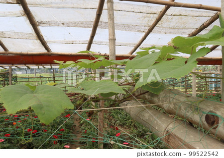 green colored grape farm for harvest are cash crops 99522542