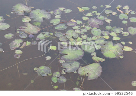 lotus flower leaf on pond 99522546