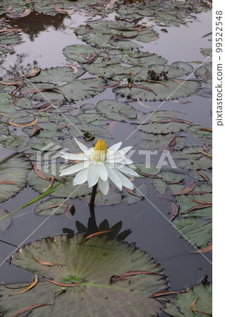 white colored lotus flower with leaf on pond white colored lotus flower with leaf on pond 99522548