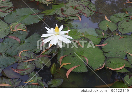 white colored lotus flower with leaf on pond white colored lotus flower with leaf on pond 99522549