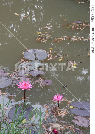 pink colored lotus flower with leaf on pond 99522555