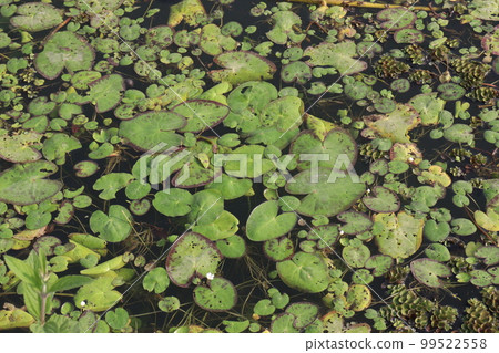 lotus flower leaf on pond 99522558