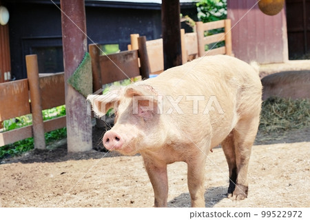 Pig (Asahiyama Zoo No. 2 Children's Farm, Asahikawa City, Hokkaido) Pig (Asahiyama Zoo No. 2 Children's Farm, Asahikawa City, Hokkaido) 99522972