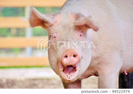 Pig (Asahiyama Zoo No. 2 Children's Farm, Asahikawa City, Hokkaido) 99522974