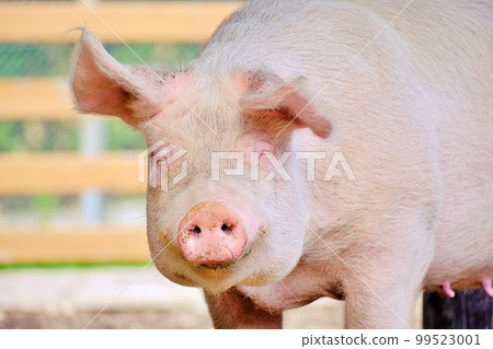 豬（北海道旭川市旭山動物園第2兒童農場） 99523001