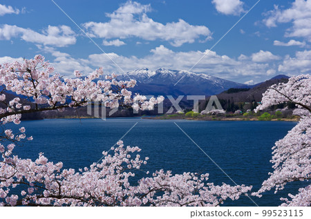 櫻花和釜房湖（釜房水壩）[宮城縣川崎町] 99523115
