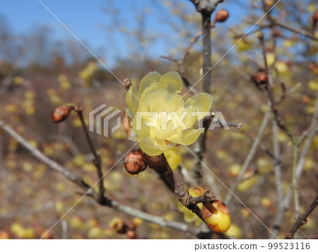 Translucent flower like wax that blooms in winter "Soshinroubai" Translucent flower like wax that blooms in winter "Soshinroubai" 99523116