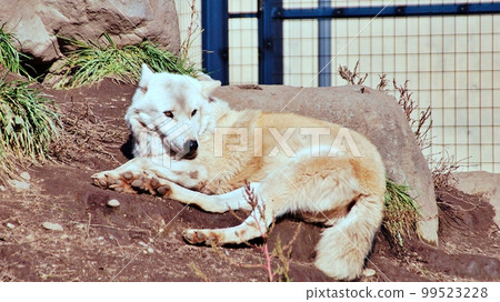 Timber Wolf (Asahiyama Zoo, Asahikawa City, Hokkaido) 99523228