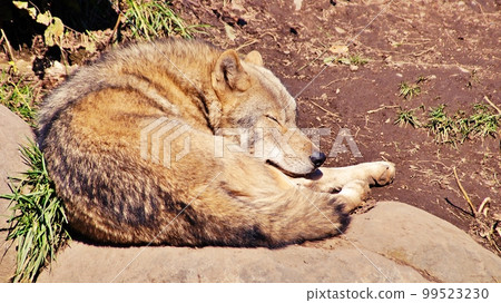 Timber Wolf (Asahiyama Zoo, Asahikawa City, Hokkaido) Timber Wolf (Asahiyama Zoo, Asahikawa City, Hokkaido) 99523230