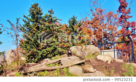 Timber Wolf (Asahiyama Zoo, Asahikawa City, Hokkaido) 99523231