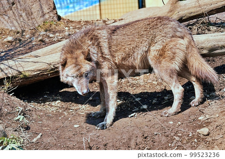 森林狼（北海道旭川市旭山動物園） 99523236