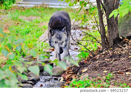 Timber Wolf (Asahiyama Zoo, Asahikawa City, Hokkaido) 99523237