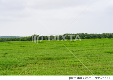 根室半島夏日自駕風景 99523345