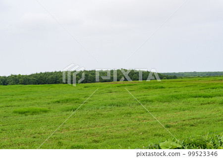 根室半島夏日自駕風景 99523346