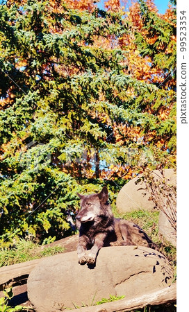 Timber Wolf (Asahiyama Zoo, Asahikawa City, Hokkaido) 99523354