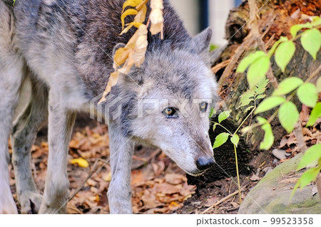 Timber Wolf (Asahiyama Zoo, Asahikawa City, Hokkaido) 99523358