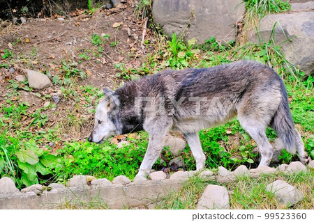 Timber Wolf (Asahiyama Zoo, Asahikawa City, Hokkaido) 99523360