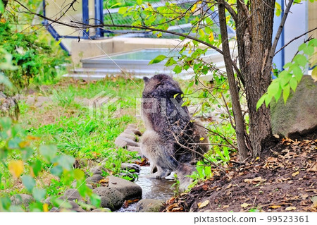 Timber Wolf (Asahiyama Zoo, Asahikawa City, Hokkaido) 99523361