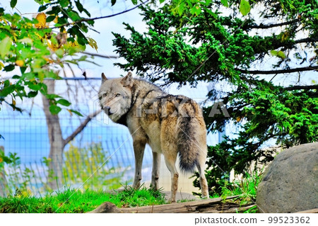 森林狼（北海道旭川市旭山動物園） 99523362