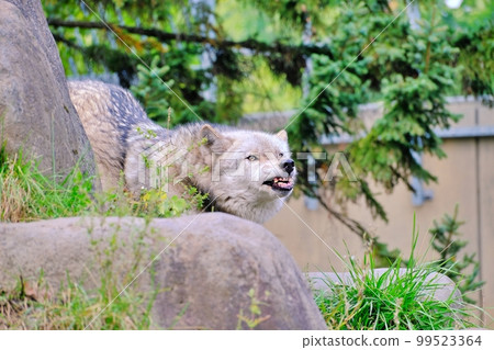 Timber Wolf (Asahiyama Zoo, Asahikawa City, Hokkaido) 99523364