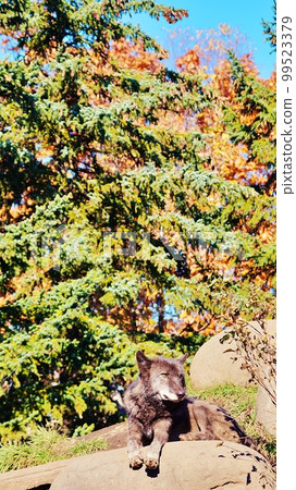 Timber Wolf (Asahiyama Zoo, Asahikawa City, Hokkaido) 99523379