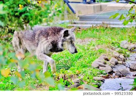 Timber Wolf (Asahiyama Zoo, Asahikawa City, Hokkaido) 99523380