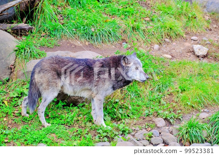 Timber Wolf (Asahiyama Zoo, Asahikawa City, Hokkaido) 99523381