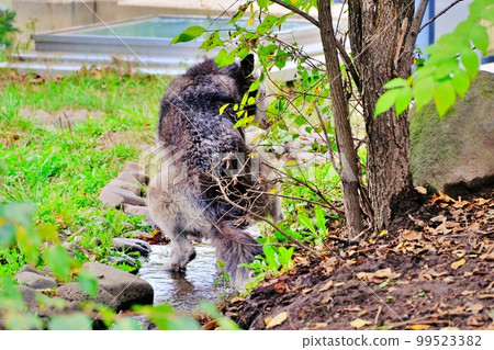 Timber Wolf (Asahiyama Zoo, Asahikawa City, Hokkaido) 99523382