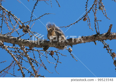 squirrel sleeping on a tree squirrel sleeping on a tree 99523548