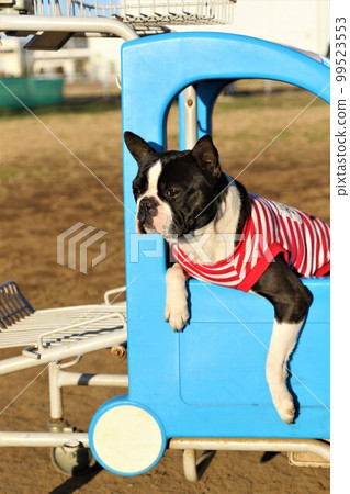 Mighty, a Boston terrier wearing a striped shirt looking out at the plaza from a sky blue cart 99523553